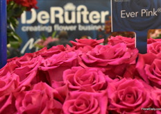 Ever Pink from De Ruiter.